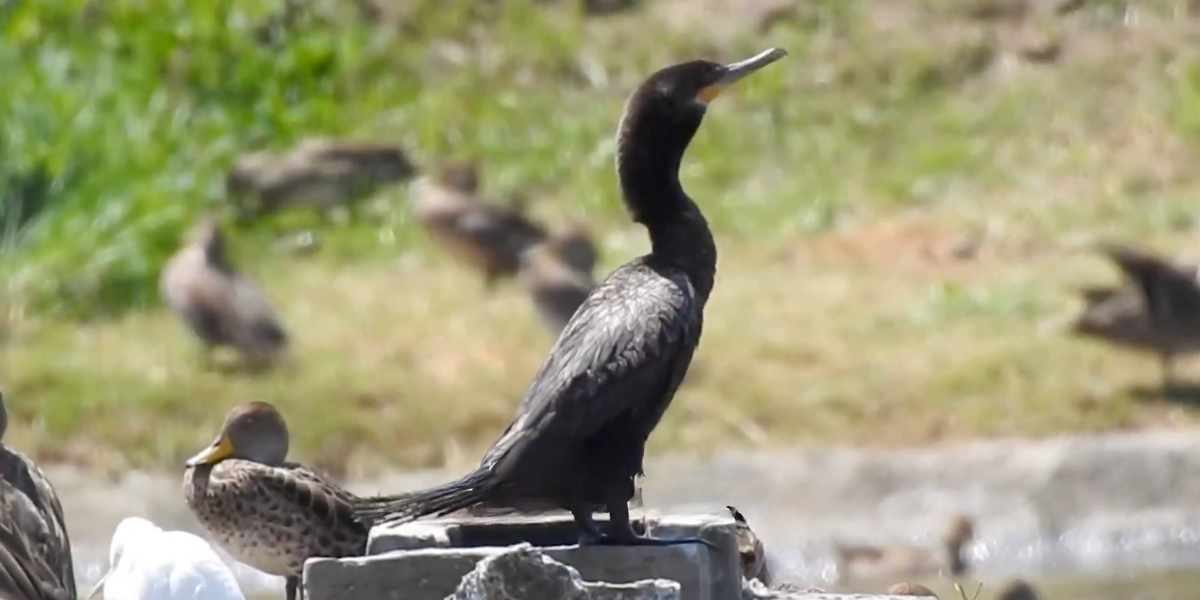 30 especies de aves acuáticas tienen como hogar los reservorios de la Empresa Eléctrica Quito
