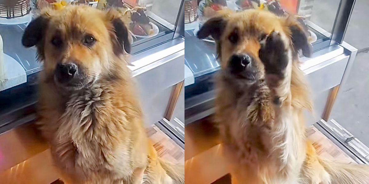 Un perro habría sido agredido sexualmente en el sur de Quito