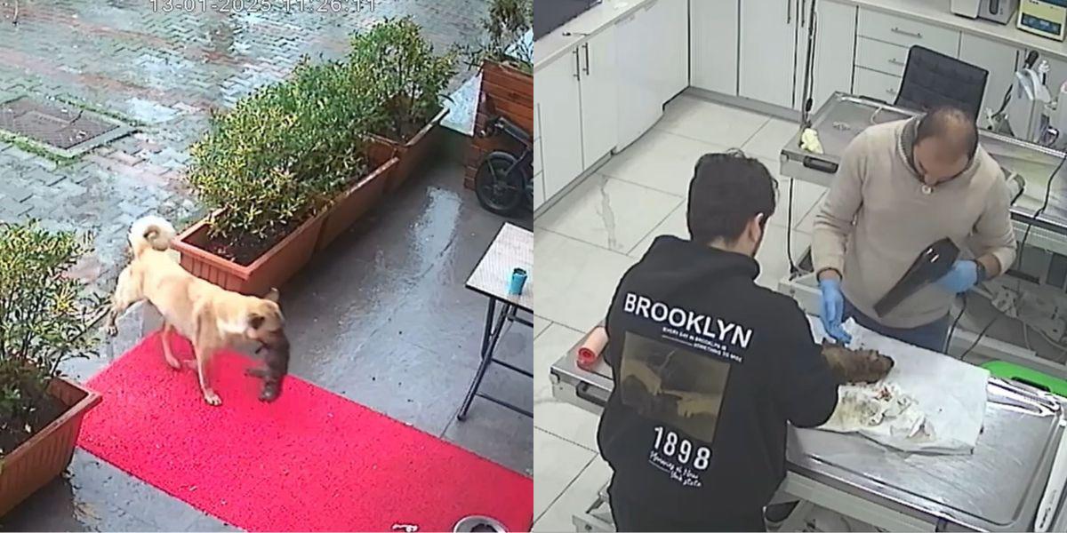 Un emotivo video muestra a una perrita salvando a su cría al llevarla al médico