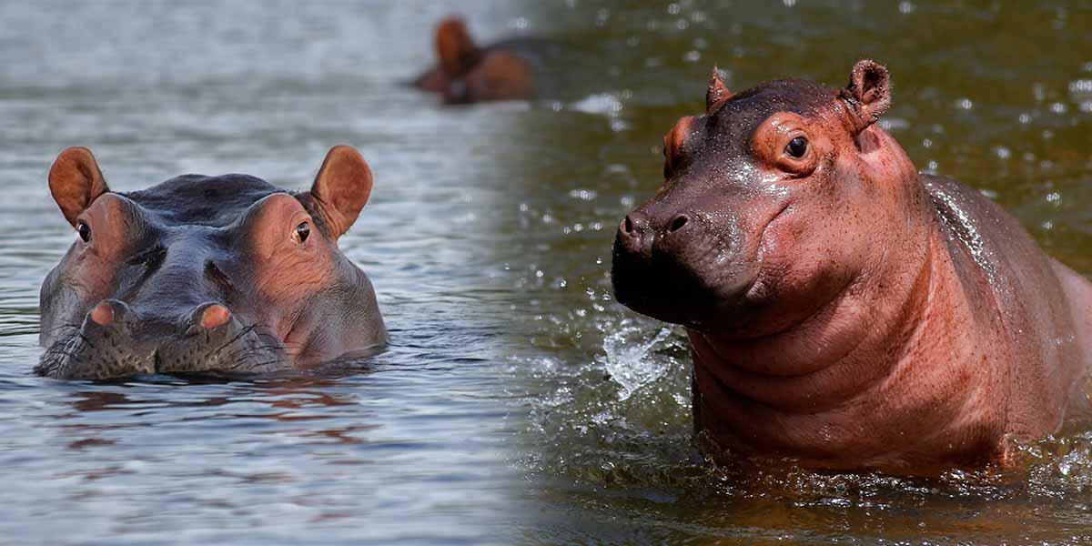 Interés de un zoológico en Ecuador por traer hipopótamos colombianos