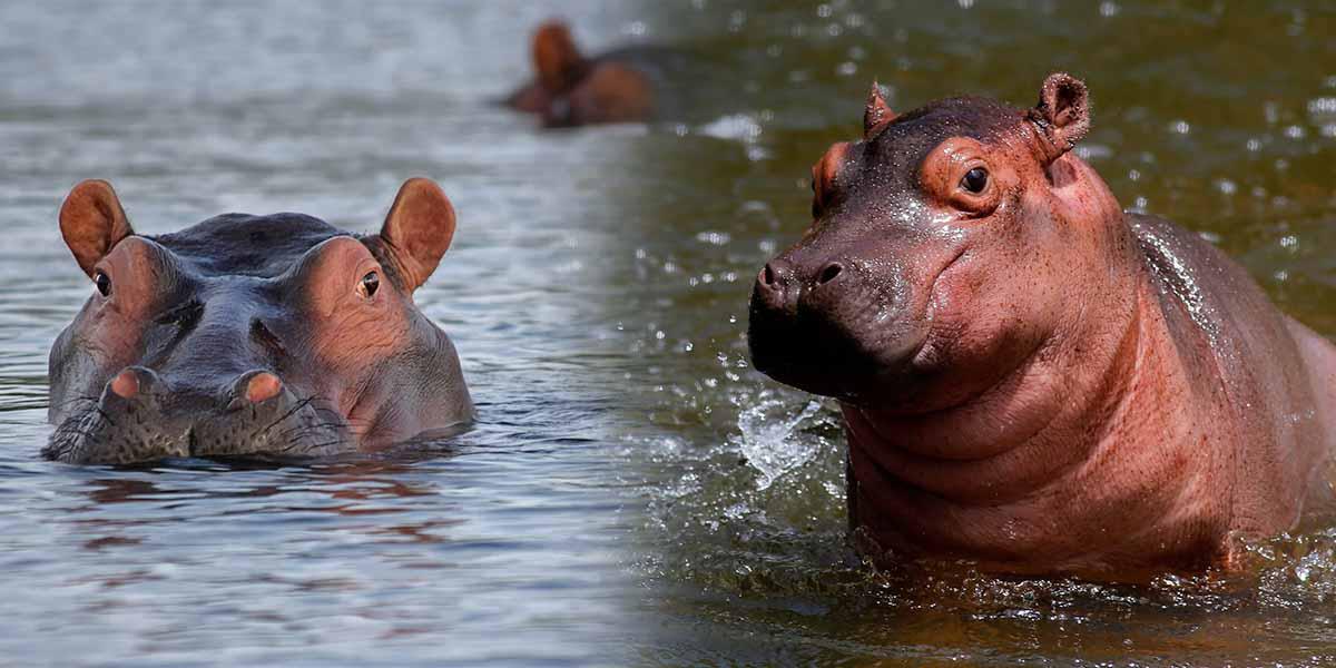 Interés de un zoológico en Ecuador por traer hipopótamos colombianos