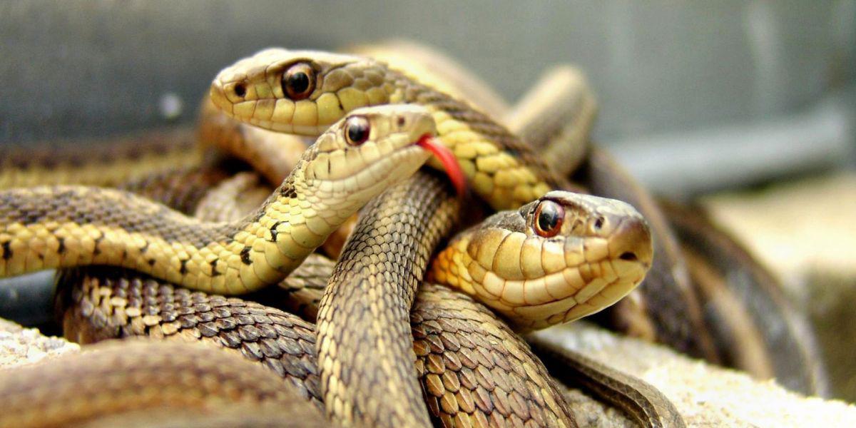 ¿Qué significa soñar con serpientes? Esto es lo que dicen los expertos