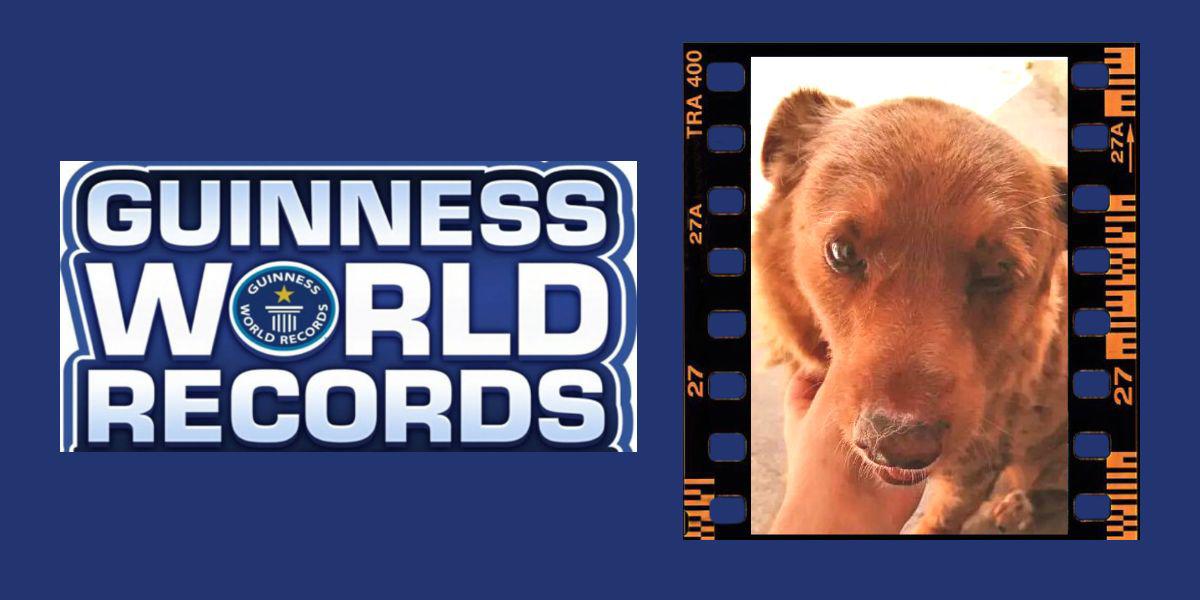 Este es 'Bobi', el perro de 30 años que gana un Récord Guinness: ¿Cuál es su secreto para vivir tanto?