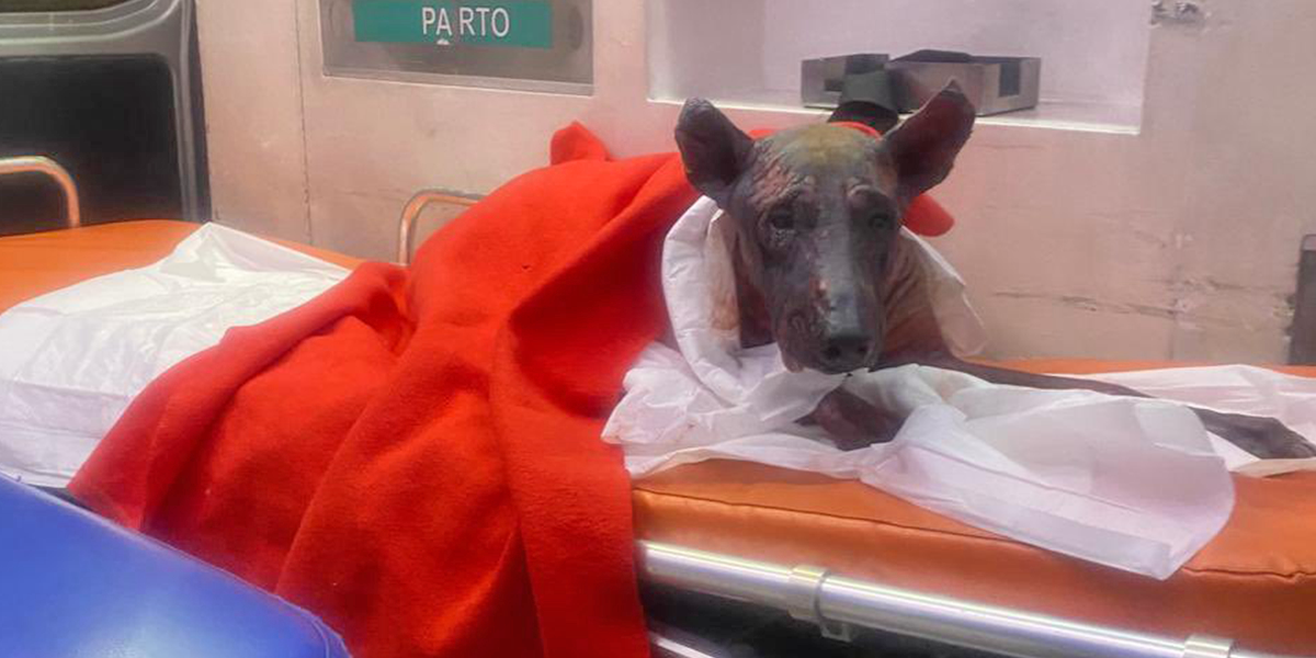 Quevedo | Falleció el perro que sufrió graves quemaduras por la explosión de una bomba molotov