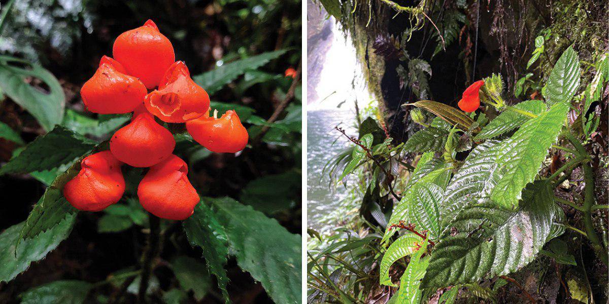 Encuentran planta que se creía extinta hace 40 años, en Ecuador