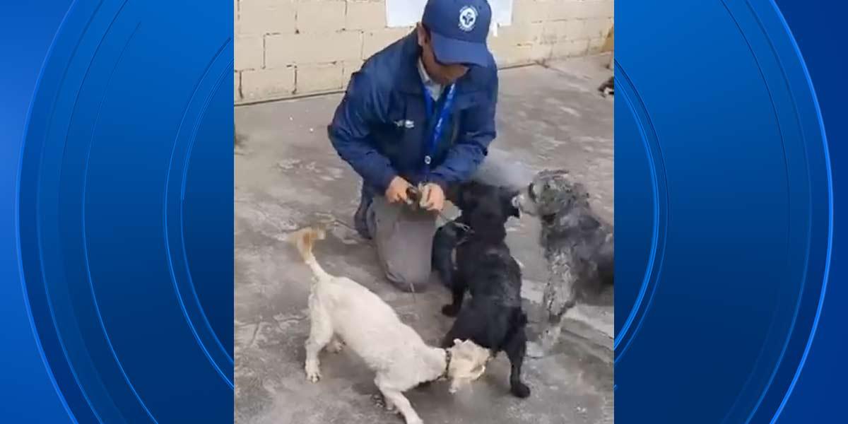 Quito | Rescate de cinco perros maltratados provoca roce entre la UBA y fundación animal