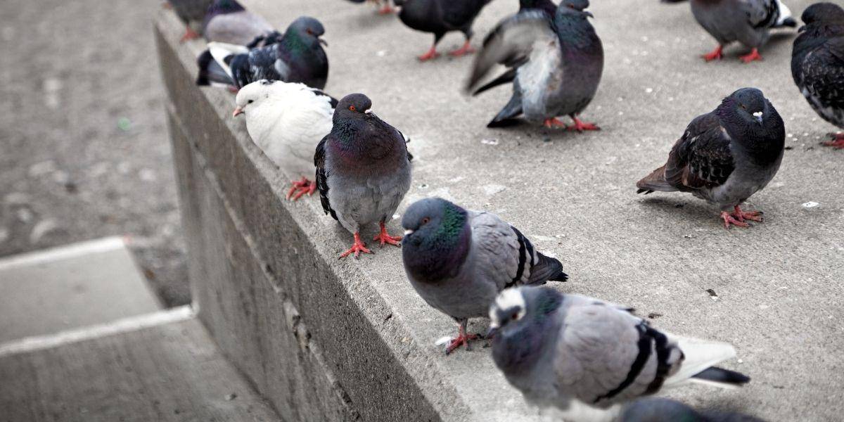 Los parques de Nueva York están en alerta por la presencia del virus de la gripe aviar