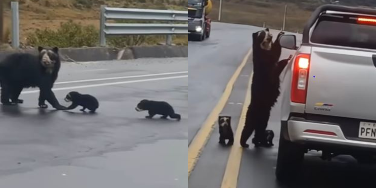 Un oso de anteojos y dos crías fueron captados en video en la vía Baeza-Papallacta