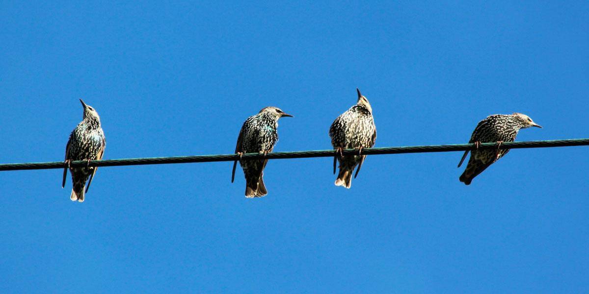 Esta es la razón por la que los pájaros no se electrocutan al posarse sobre cables de alta tensión