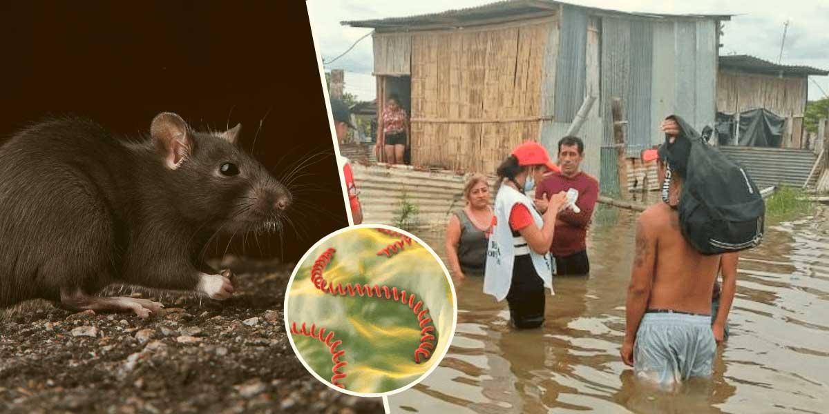 Leptospirosis en Ecuador: las inundaciones aumentan el riesgo de contagio