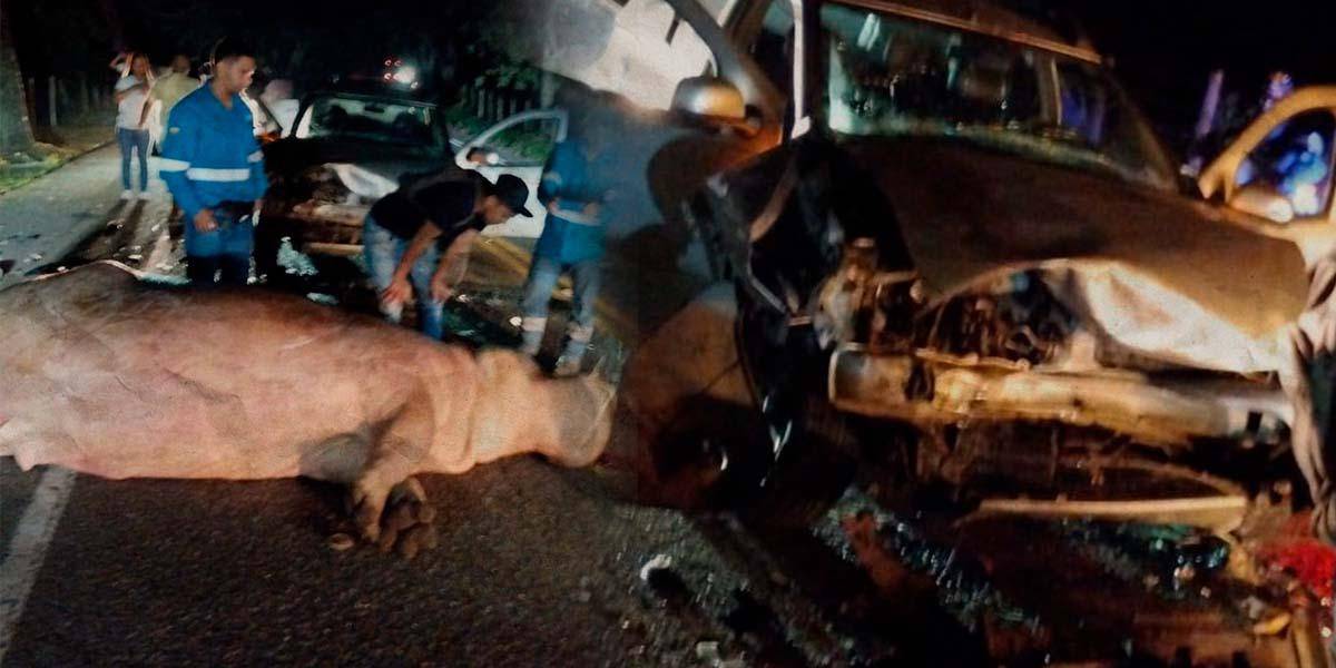 Colombia: un hipopótamo causó un accidente en la vía Bogotá - Medellín