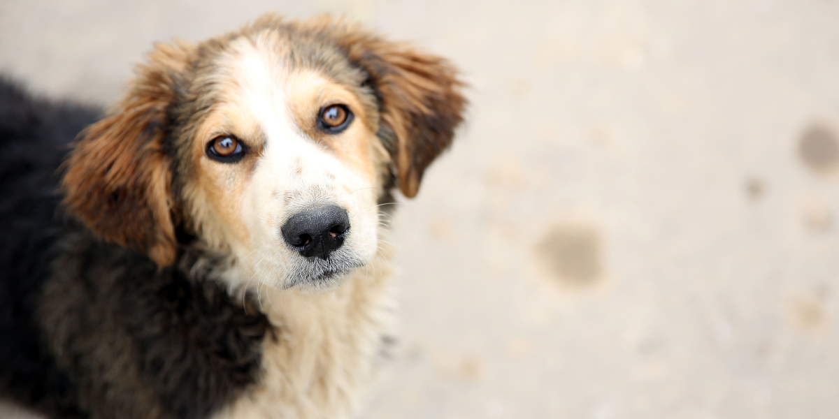 La UBA realizará una jornada de adopción de perros y gatos en el Parque Bicentenario