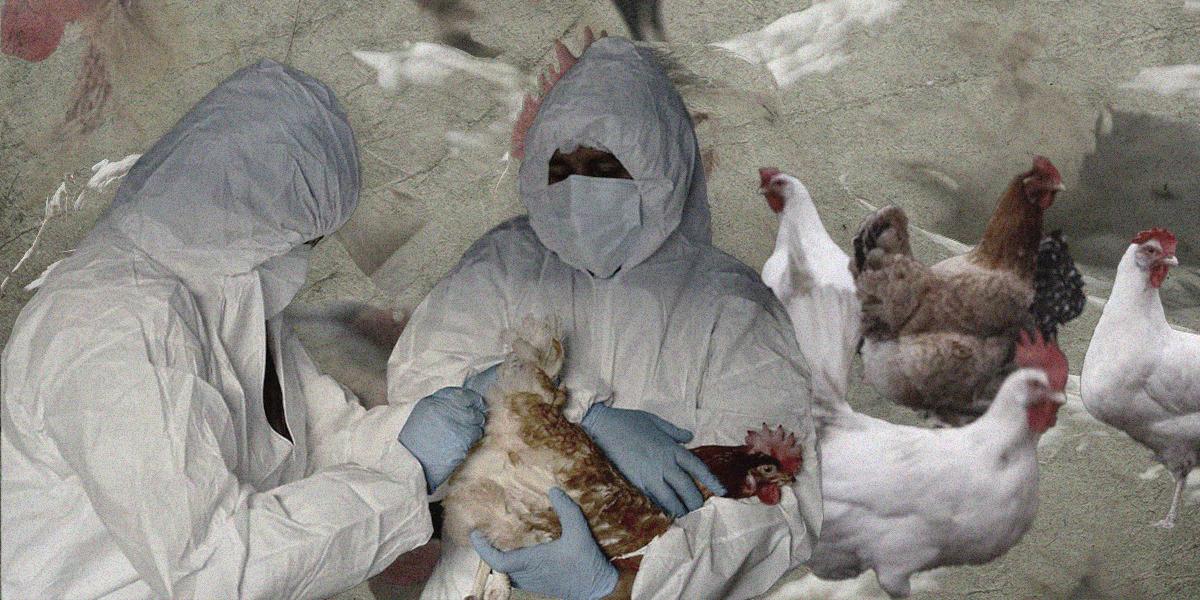 Influenza aviar en Ecuador: declaran la emergencia zoosanitaria en Ecuador