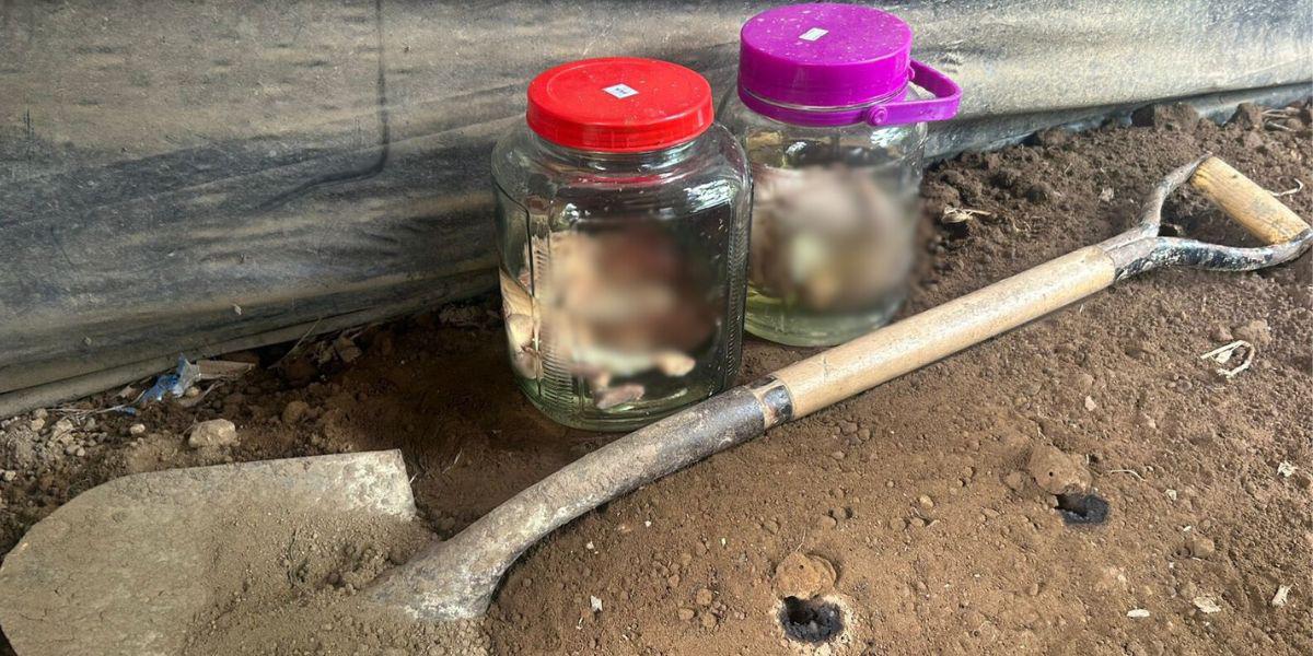 Dos fetos humanos preservados fueron descubiertos en una localidad de Cotopaxi