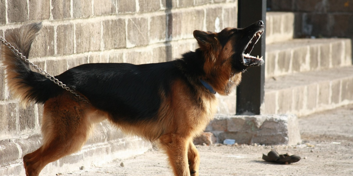 Este es el motivo por el que los perros ladran a unas personas y a otras no, según un veterinario