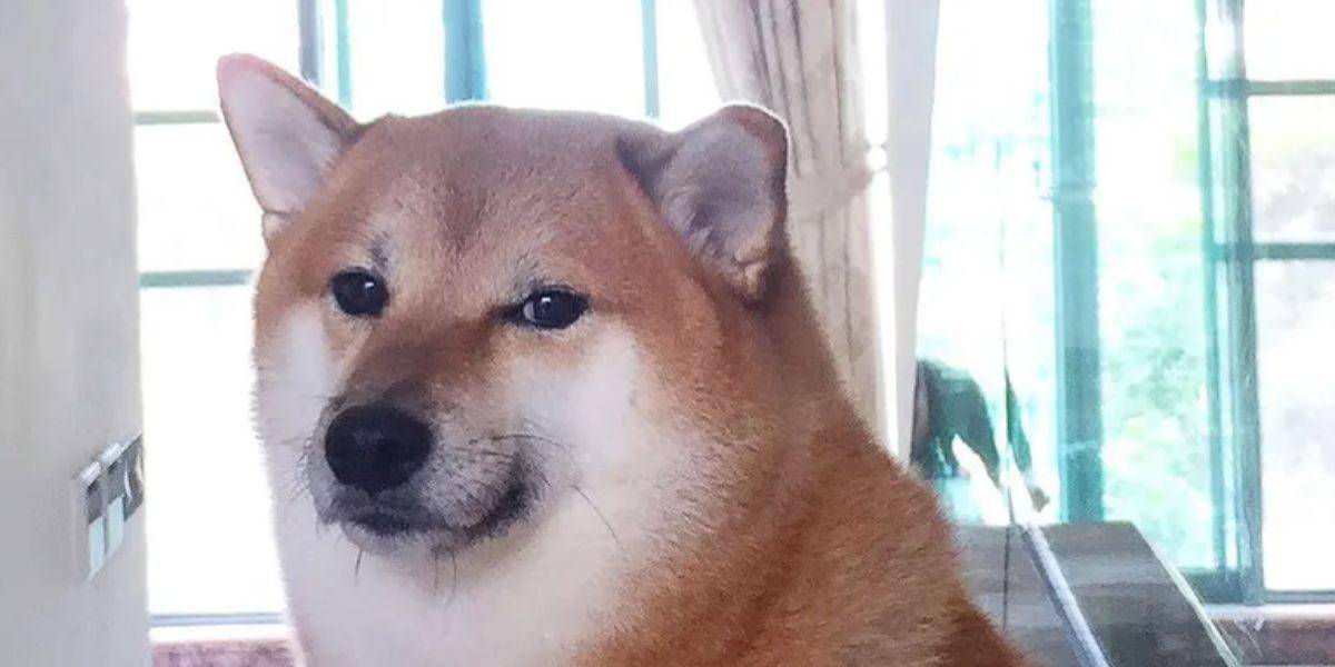 Ya es demasiado tarde: anuncian el fallecimiento de Balltze, el perro meme de las redes sociales