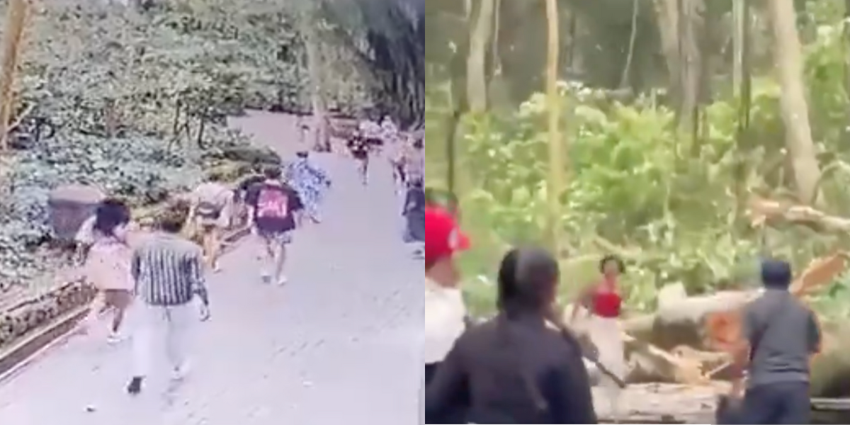 Dos turistas murieron tras la caída de un enorme árbol en el bosque de los monos de Bali