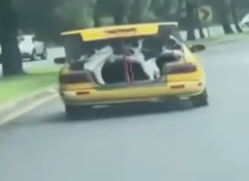 Una vaca en la cajuela de un taxi en Quito en una imagen de archivo.