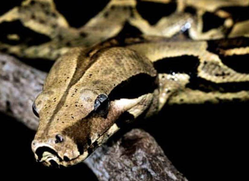 Una boa constrictora en una imagen de archivo.