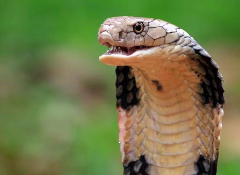 Imagen referencial a una serpiente.