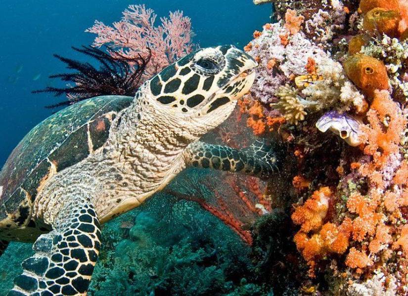 Arricifes marinos en una imagen de archivo.