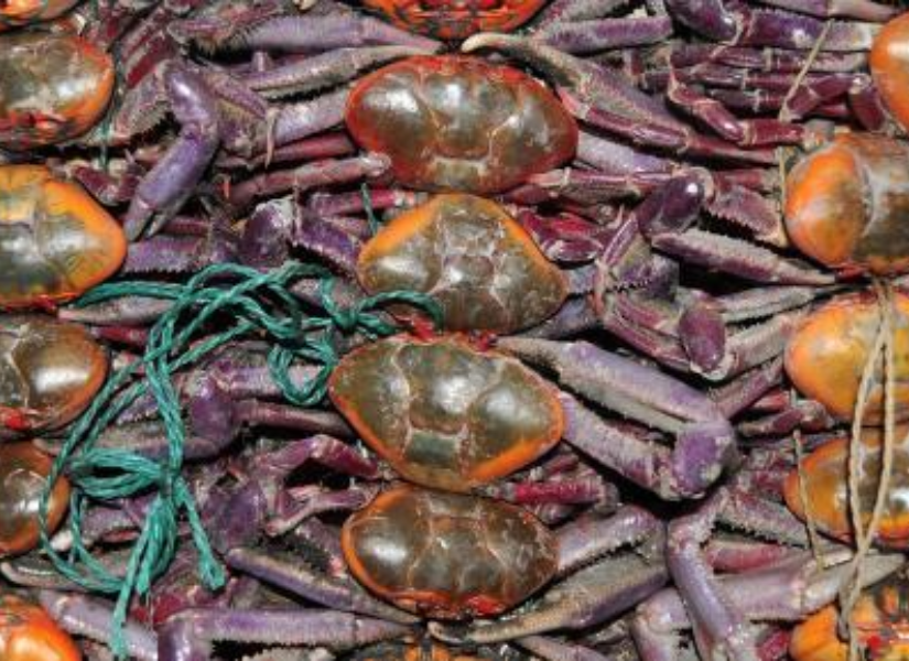 Cangrejos en una imagen de archivo.