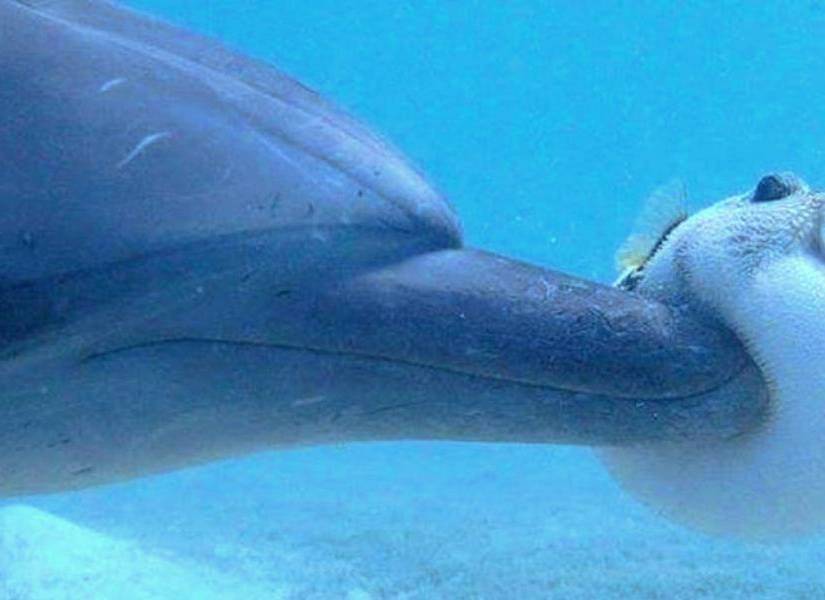 Delfín junto a un pez globo en una imagen de archivo.