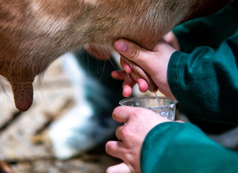 Leche de Chiva en una imagen de archivo.