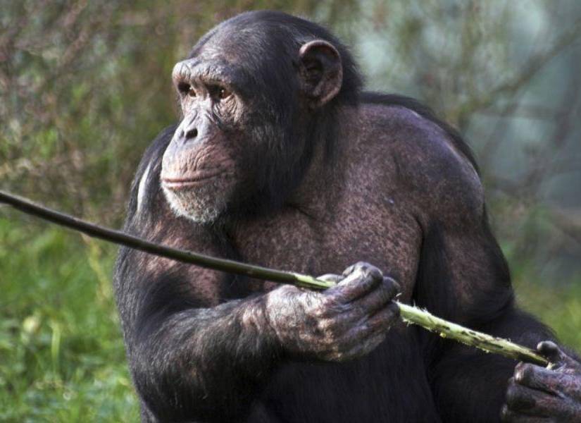 Imagen referencial a animales.