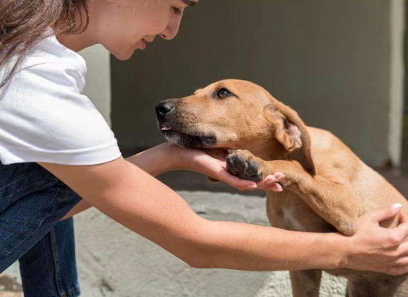 Imagen referencial a una mascota de compañía, la cual no es beneficiosa para las personas que sufren de alguna enfermedad mental grave o crónica, según un estudio.