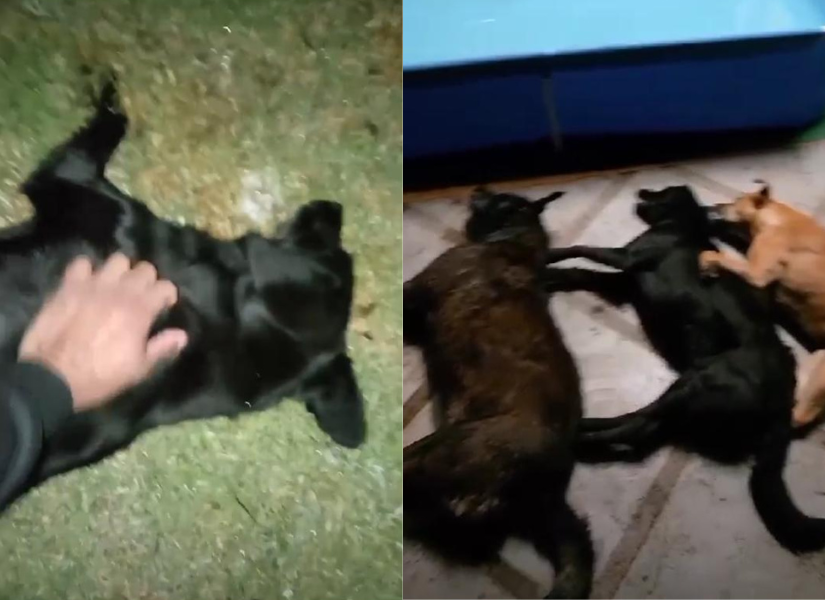 Los tres perros que fueron envenenados en el complejo del Técnico Universitario se llamaban Cabezón, Negrita y Mona.