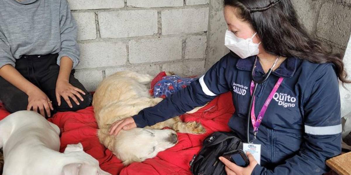 ¿Cómo denunciar maltrato animal en Quito?