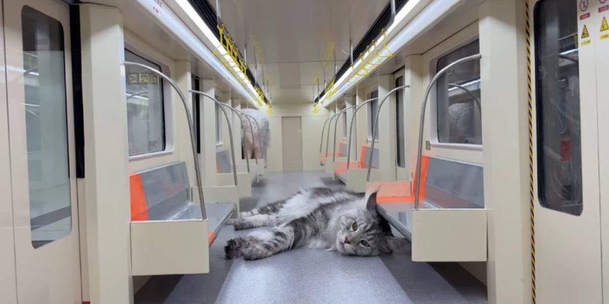 China: Joven ingeniero construye un metro de lujo para sus gatos