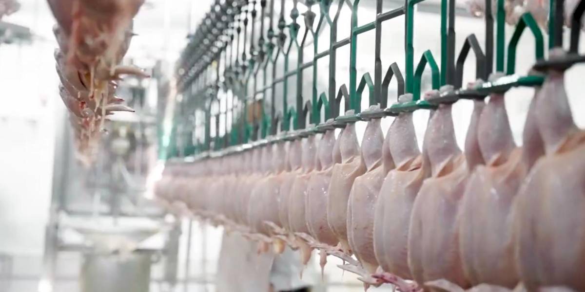 Ecuador exporta por primera vez 28 toneladas de carne de pollo