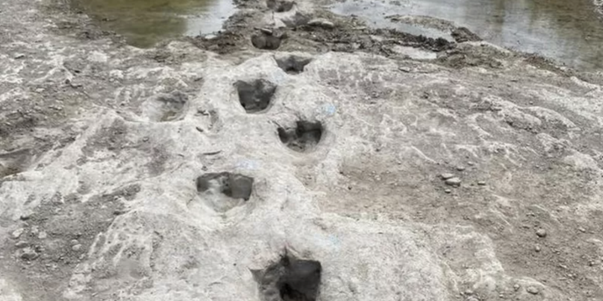 El asombroso hallazgo de las huellas de un dinosaurio que quedaron expuestas por la sequía en Estados Unidos