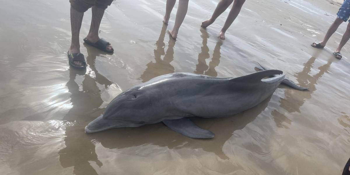 Delfín varado muere luego de ser acosado por bañistas que intentaban nadar con él