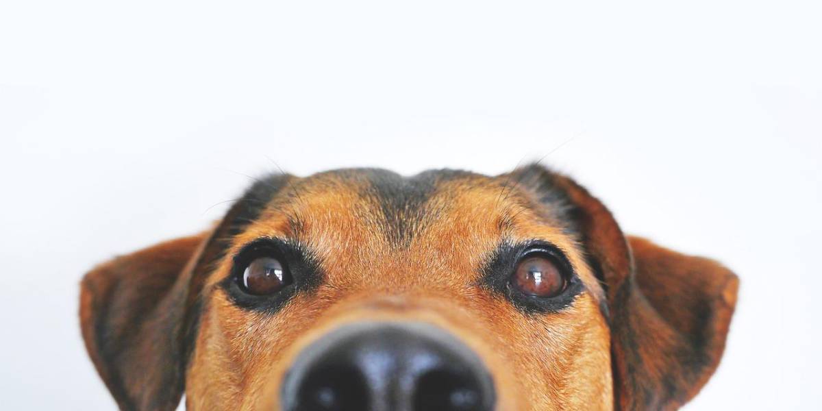 ¿Cuánto tiempo recuerdan los perros a sus dueños? La ciencia lo revela