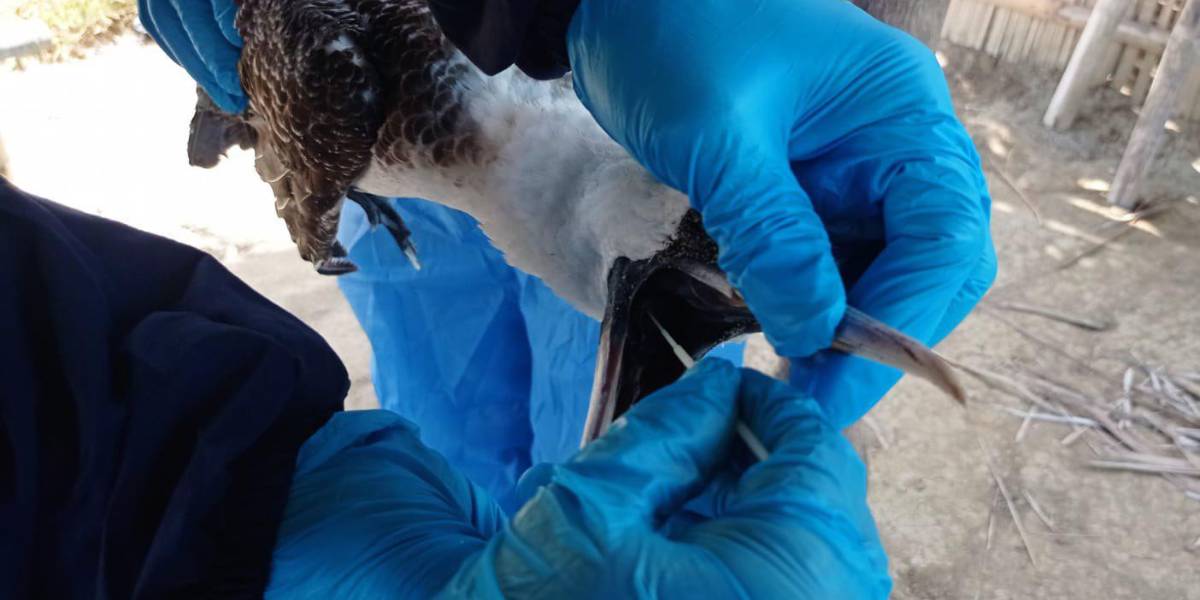 Ministerio de Ambiente activa protocolo de vigilancia de gripe aviar en el recinto El Morro, Guayas, tras hallar aves muertas