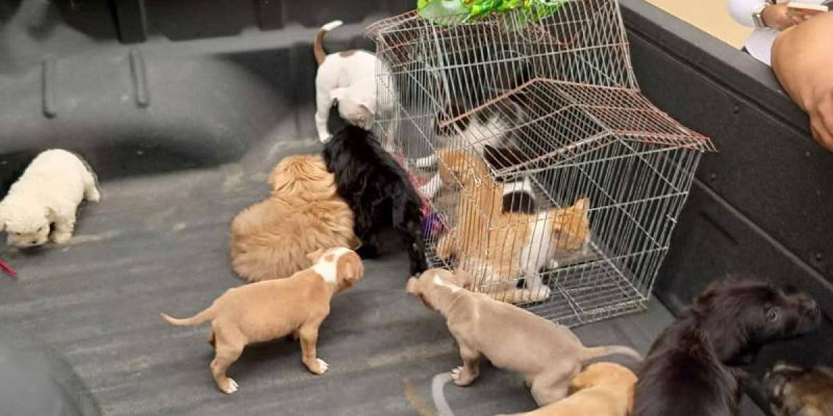 Quito: 11 cachorros y cuatro gatos fueron rescatados en el sur