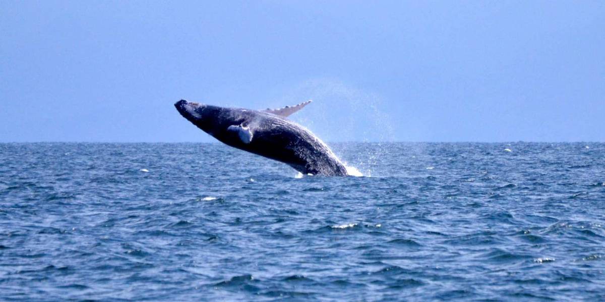 Inicia la temporada de avistamiento de ballenas jorobadas