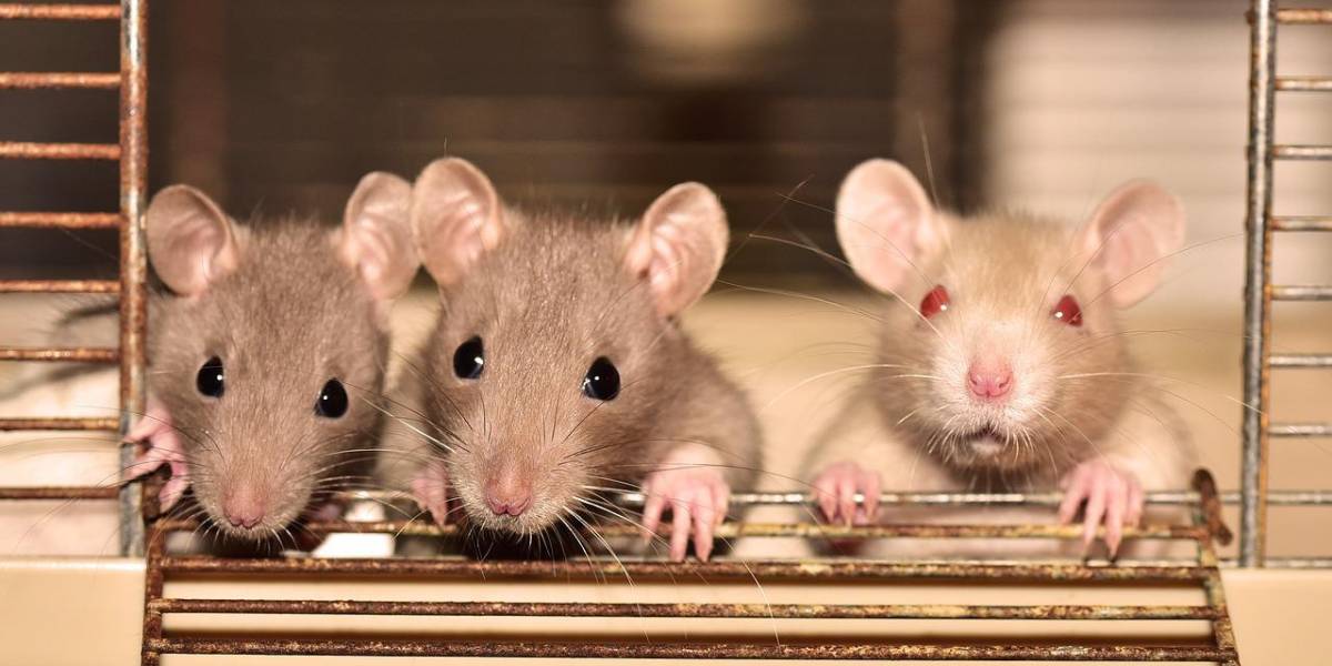 Estudio muestra cómo lograron erradicar cáncer con metástasis en ratones y perros