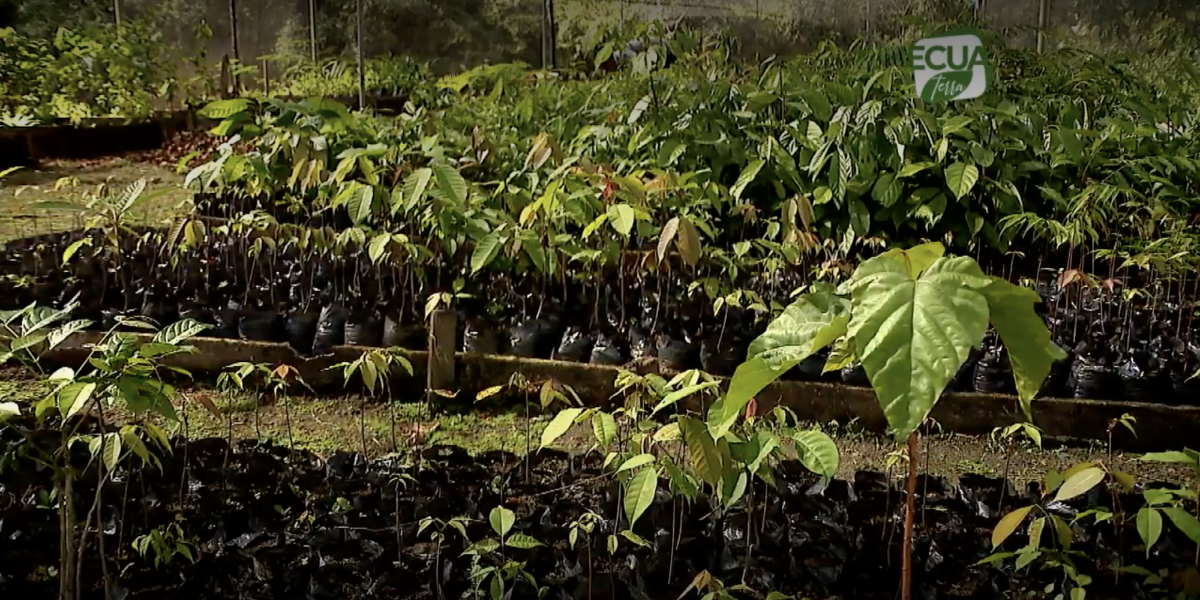 Reforestación de la Amazonía ecuatoriana