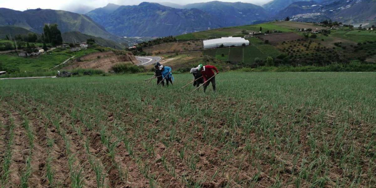 Ecuador alista el primer registro agropecuario en 22 años