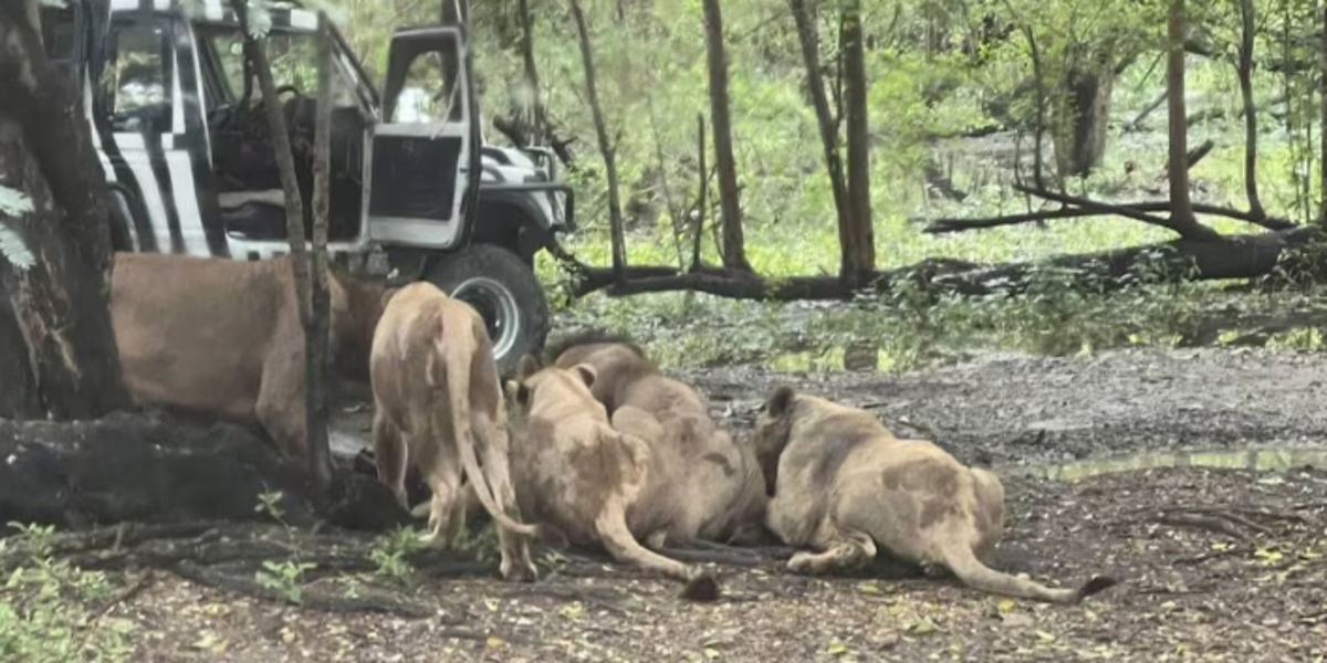 Tragedia en zoológico de Tailandia: Un cuidador fue devorado por leones frente a turistas