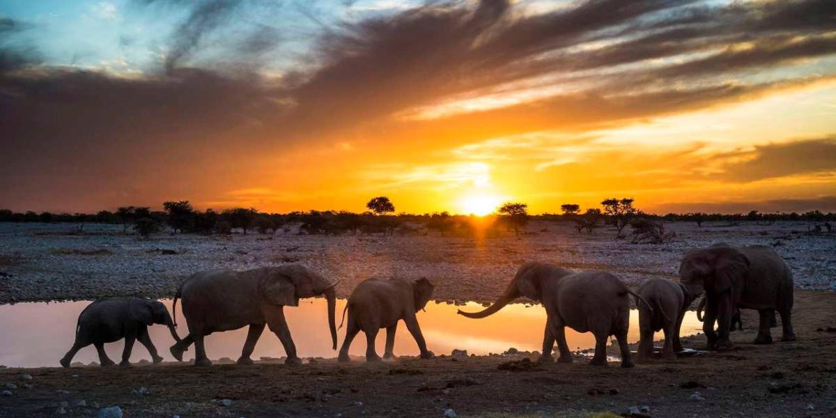 Namibia sacrifica cientos de animales para enfrentar crisis de sequía y hambre