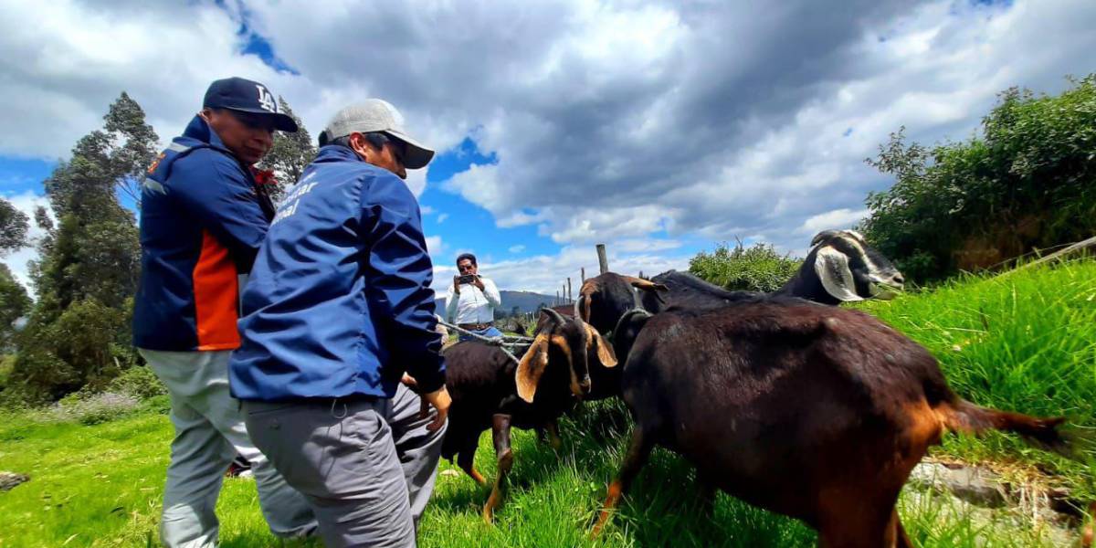 Cuatro chivas fueron rescatadas en el Centro Histórico de Quito
