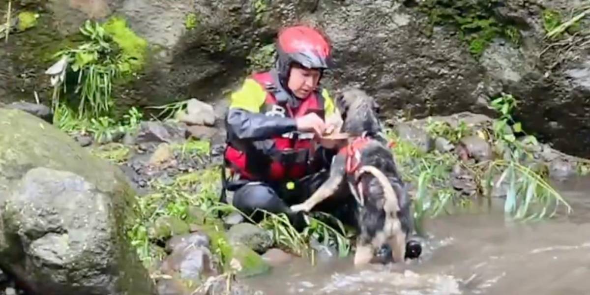 Quito | Así fue el rescate de Aplanchado, un perrito arrastrado por un río de Tumbaco