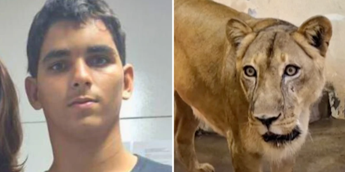 Fue una tragedia anunciada: el joven brasileño que murió tras meterse en el recinto de los leones en un zoológico de Brasil
