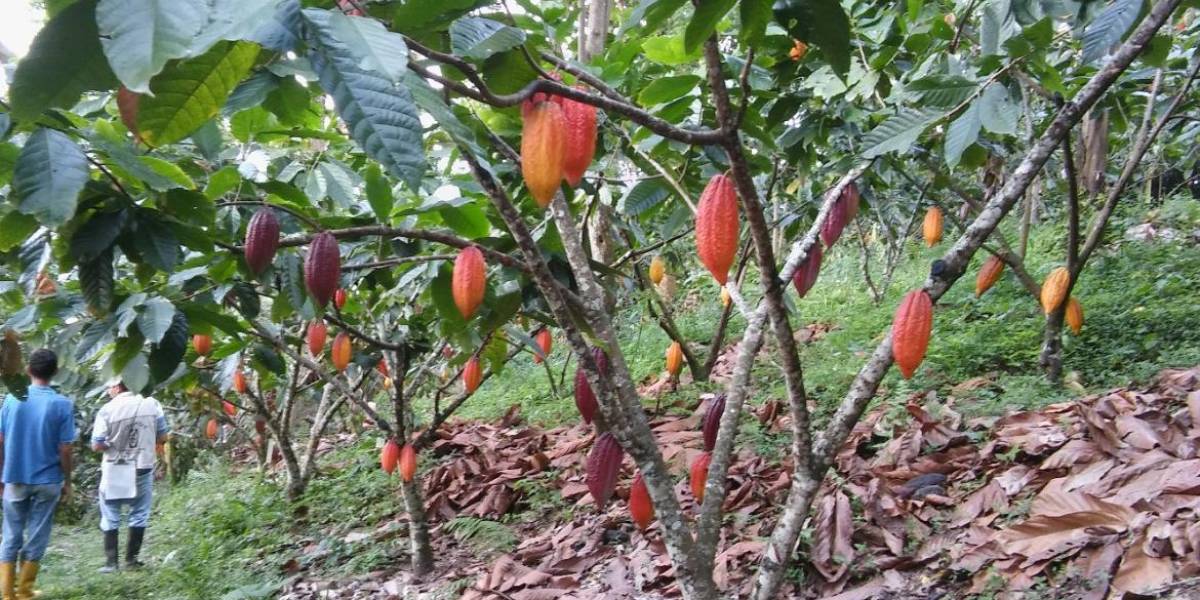 Cultivos de cacao.