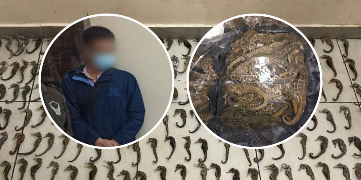 Ciudadano chino fue detenido en el aeropuerto de Guayaquil con 213 caballitos de mar